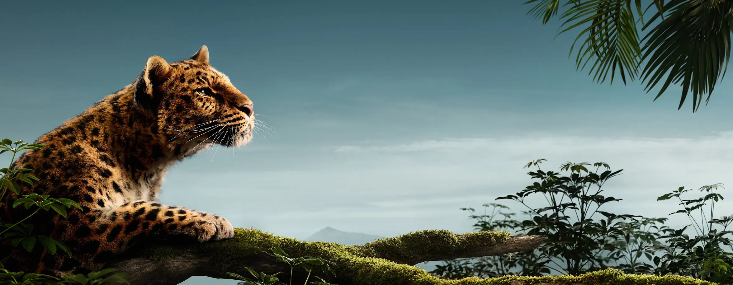 Cartier Banners2354x916