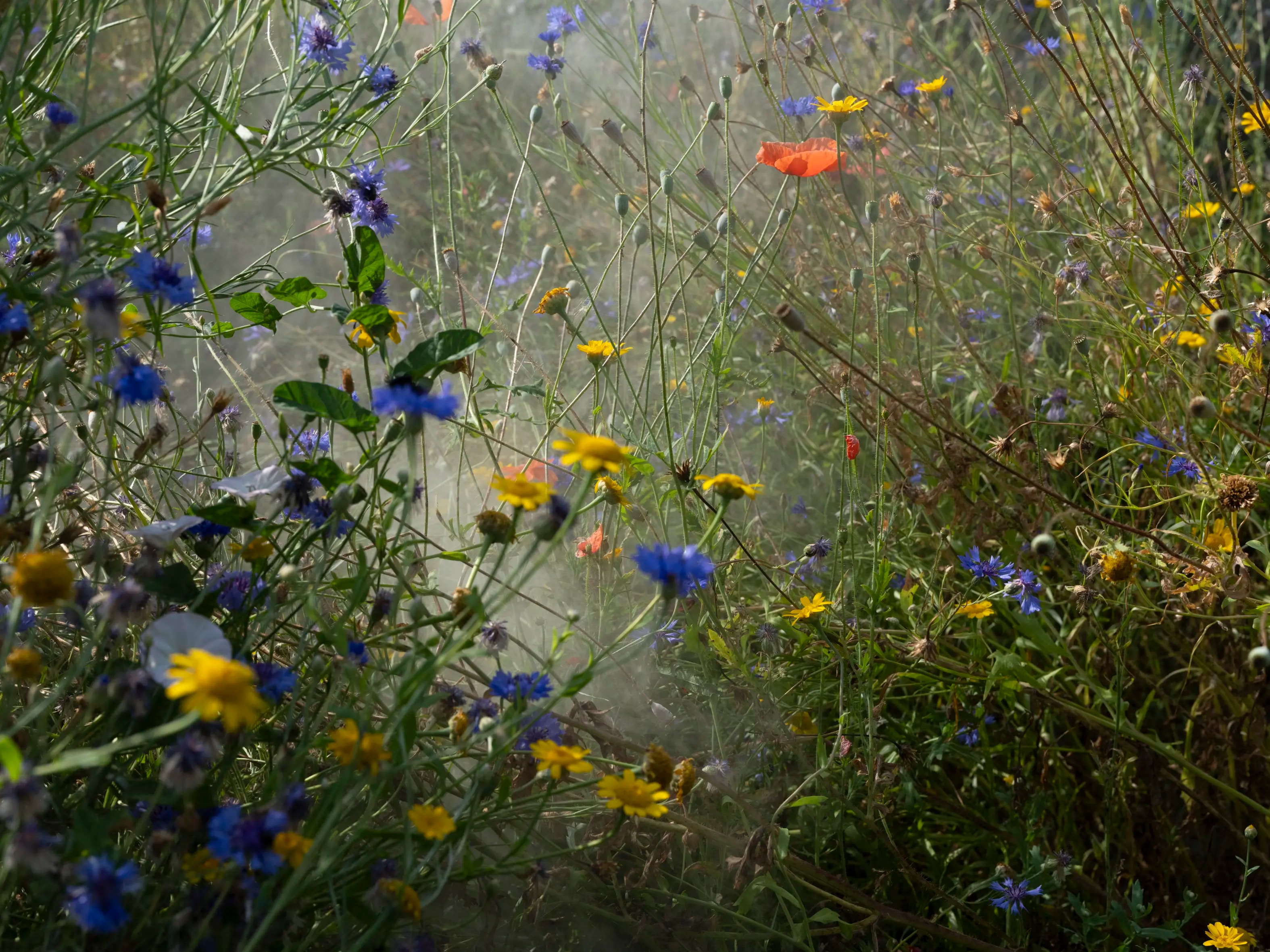 Copyright JULIETTEAGNEL 08